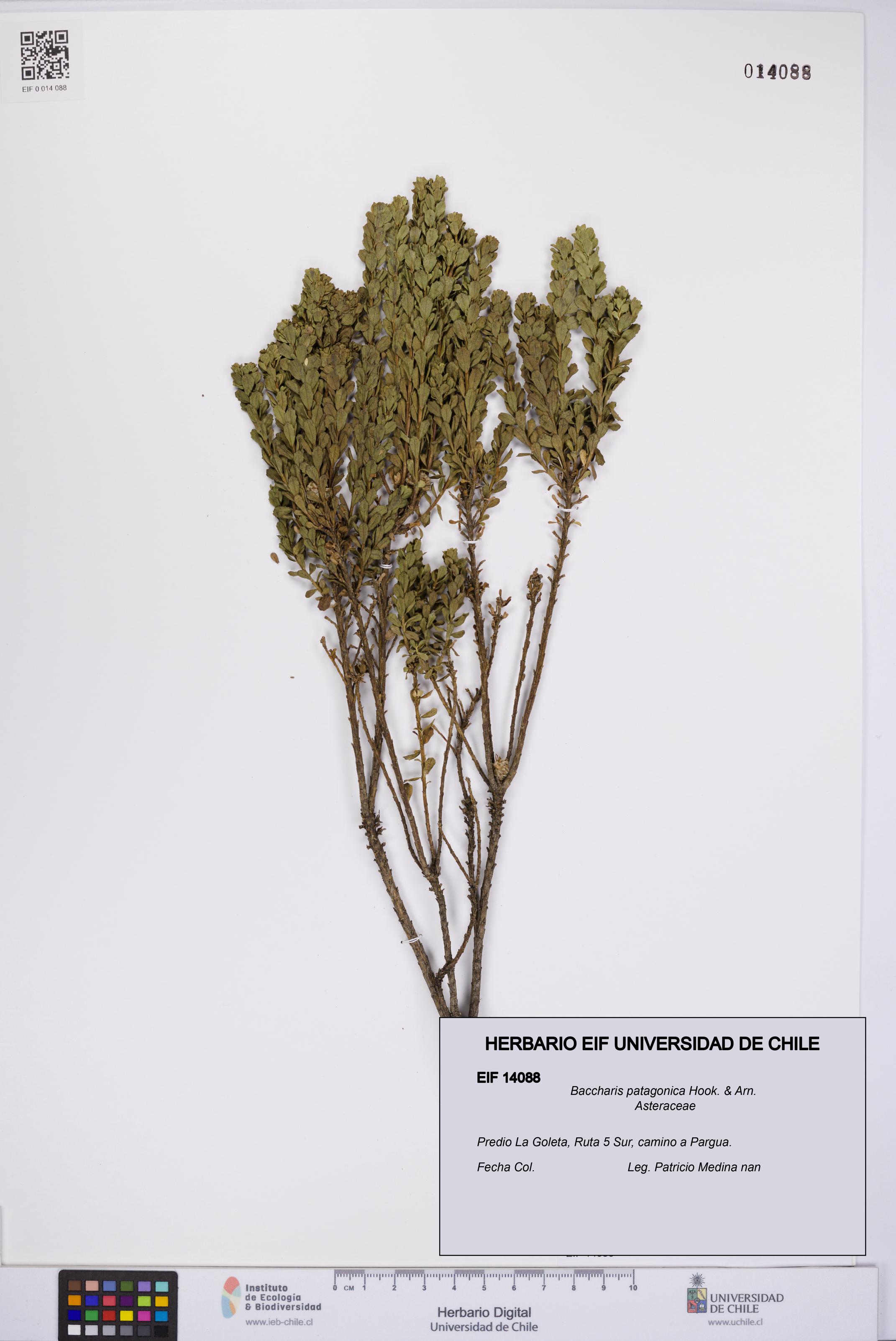 Baccharis patagonica [Espécimen: UCH:EIF:0014088]