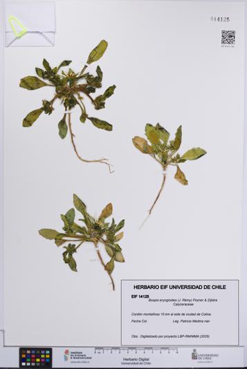 Boopis eryngioides [Espécimen: UCH:EIF:0014125]
