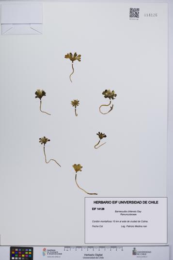 Barneoudia chilensis [Espécimen: ]