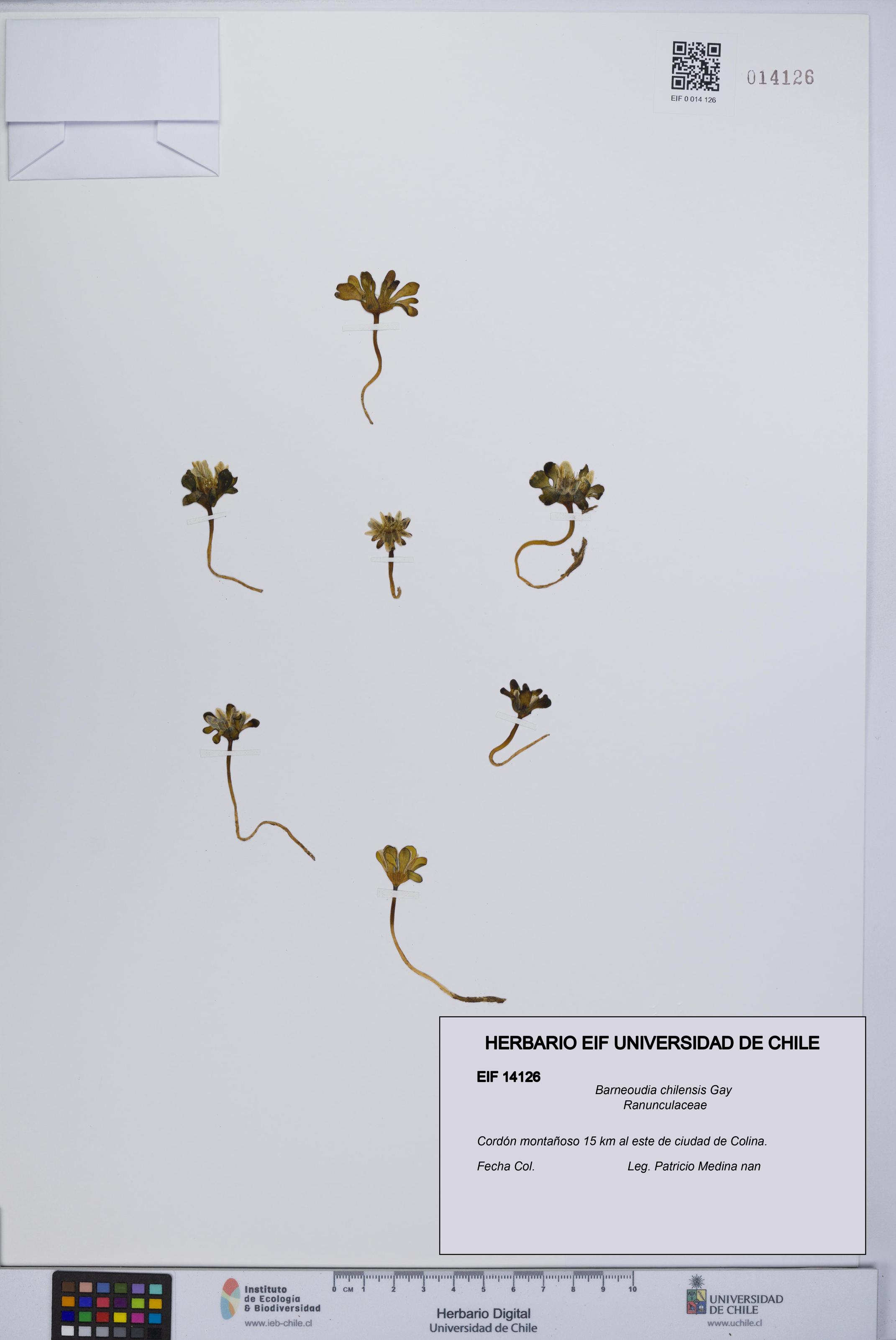Barneoudia chilensis [Espécimen: ]