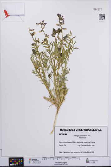 Astragalus monticola [Espécimen: UCH:EIF:0014127]