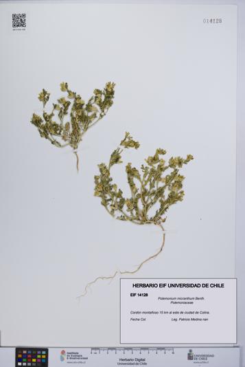 Polemonium micranthum [Espécimen: UCH:EIF:0014128]