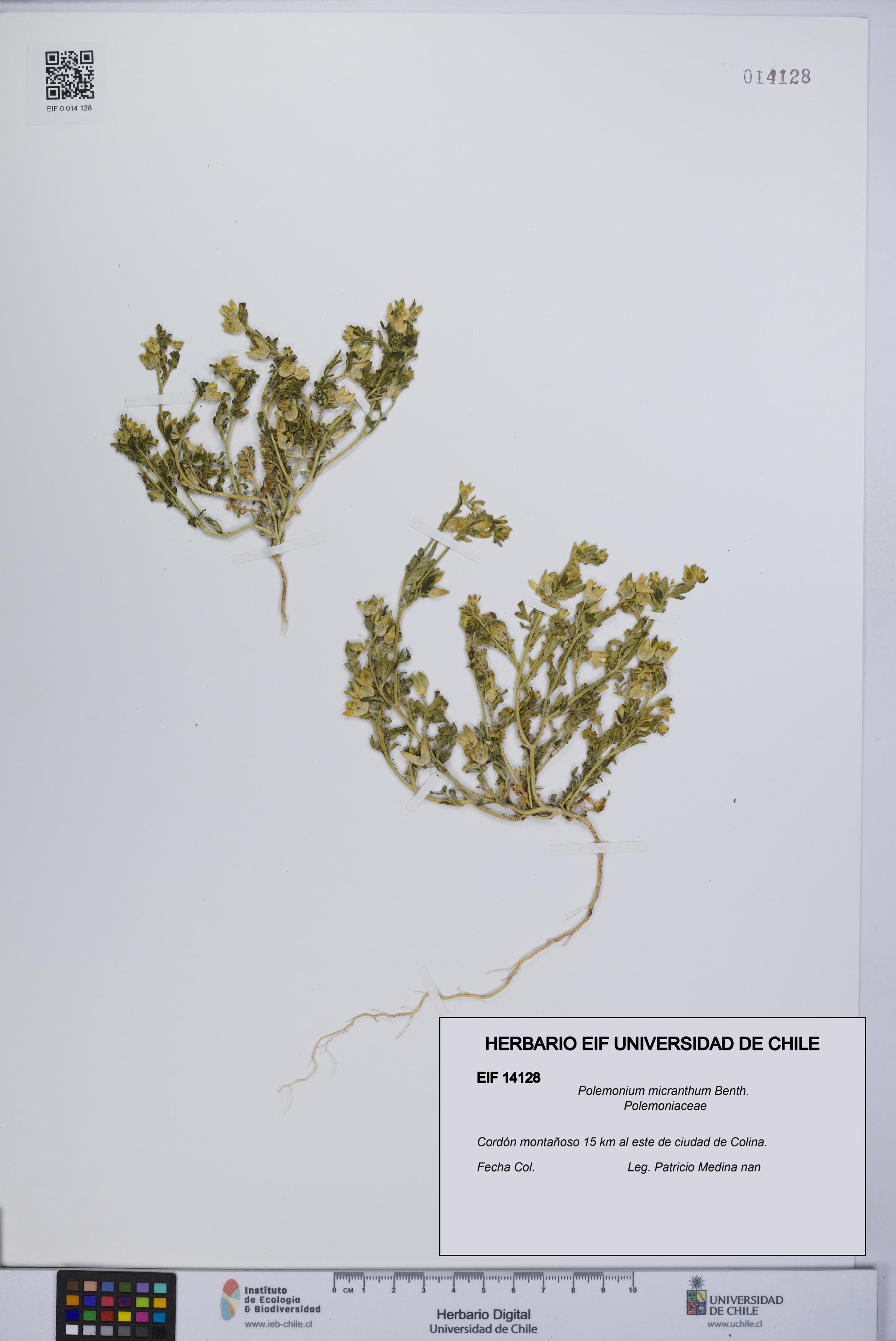 Polemonium micranthum [Espécimen: UCH:EIF:0014128]