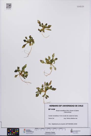 Boopis sessiliflora [Espécimen: UCH:EIF:0014129]
