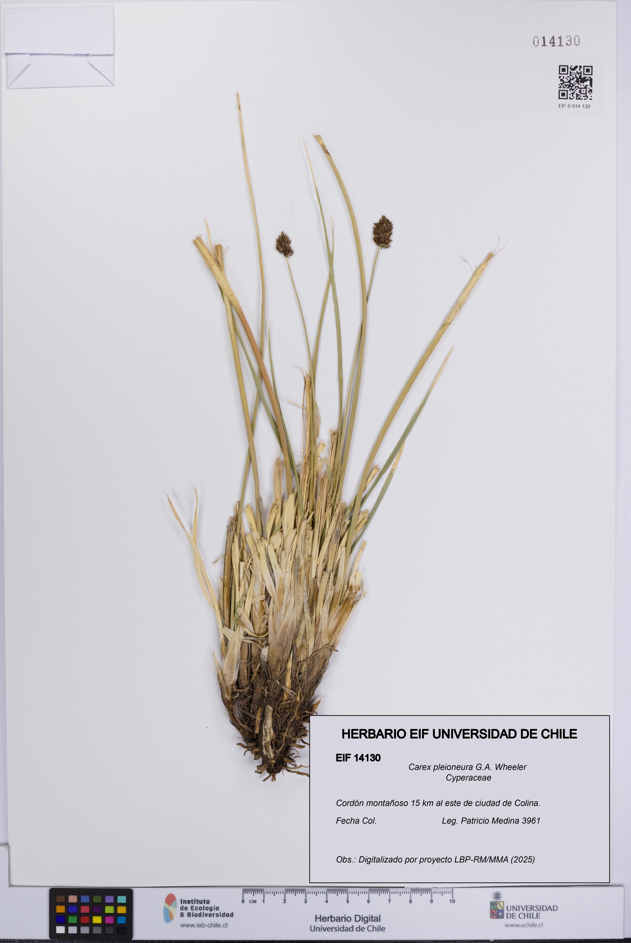 Carex pleioneura [Espécimen: UCH:EIF:0014130]
