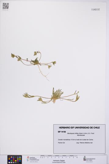 Montiopsis trifida [Espécimen: UCH:EIF:0014132]