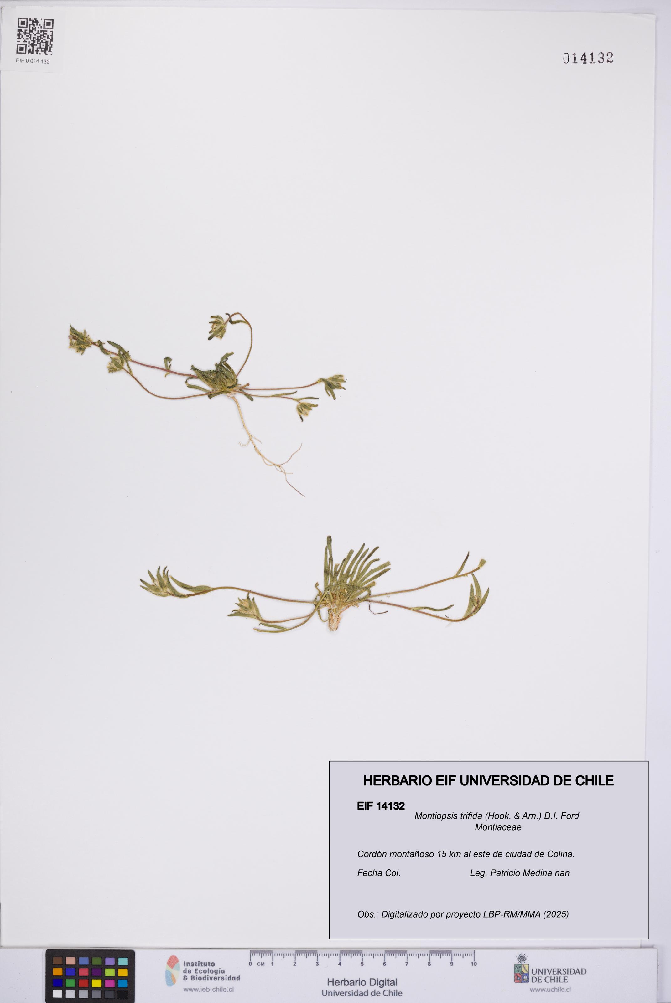 Montiopsis trifida [Espécimen: UCH:EIF:0014132]