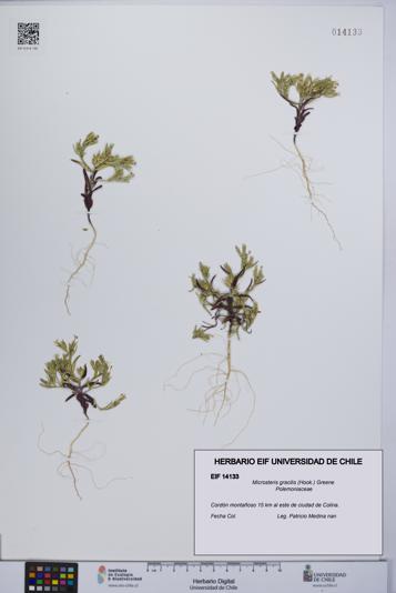 Microsteris gracilis [Espécimen: UCH:EIF:0014133]
