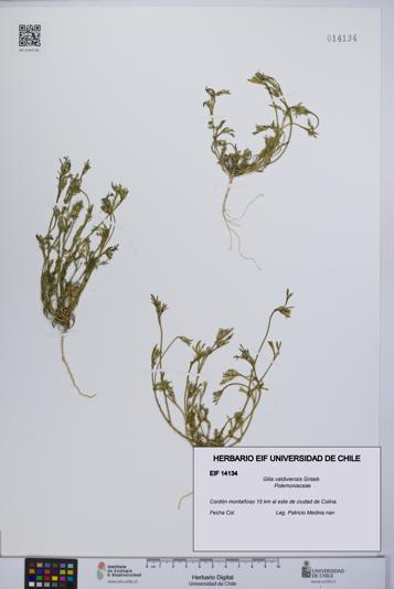 Gilia valdiviensis [Espécimen: UCH:EIF:0014134]