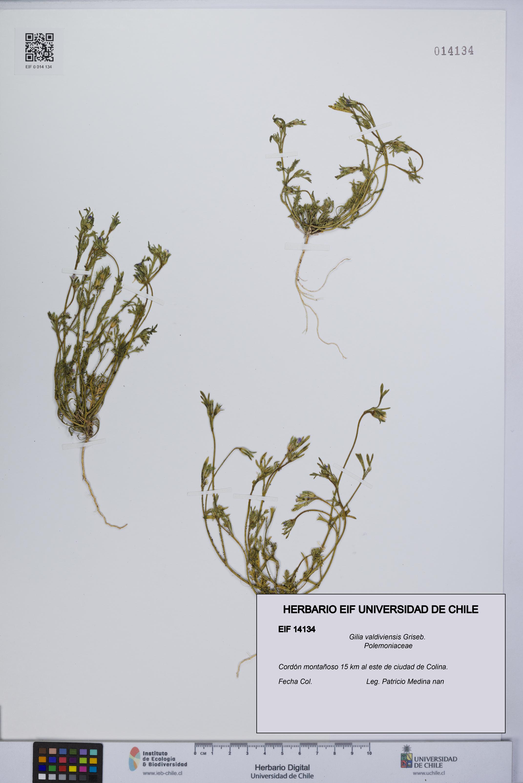 Gilia valdiviensis [Espécimen: UCH:EIF:0014134]