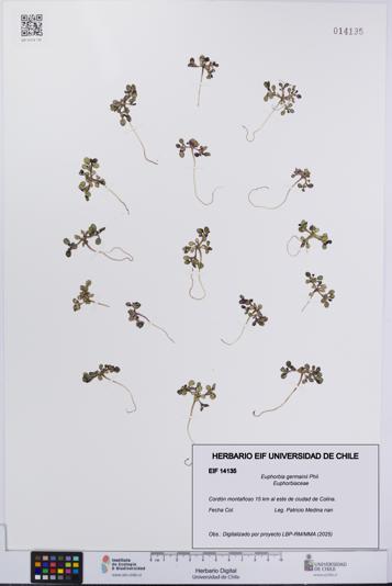 Euphorbia germainii [Espécimen: UCH:EIF:0014135]