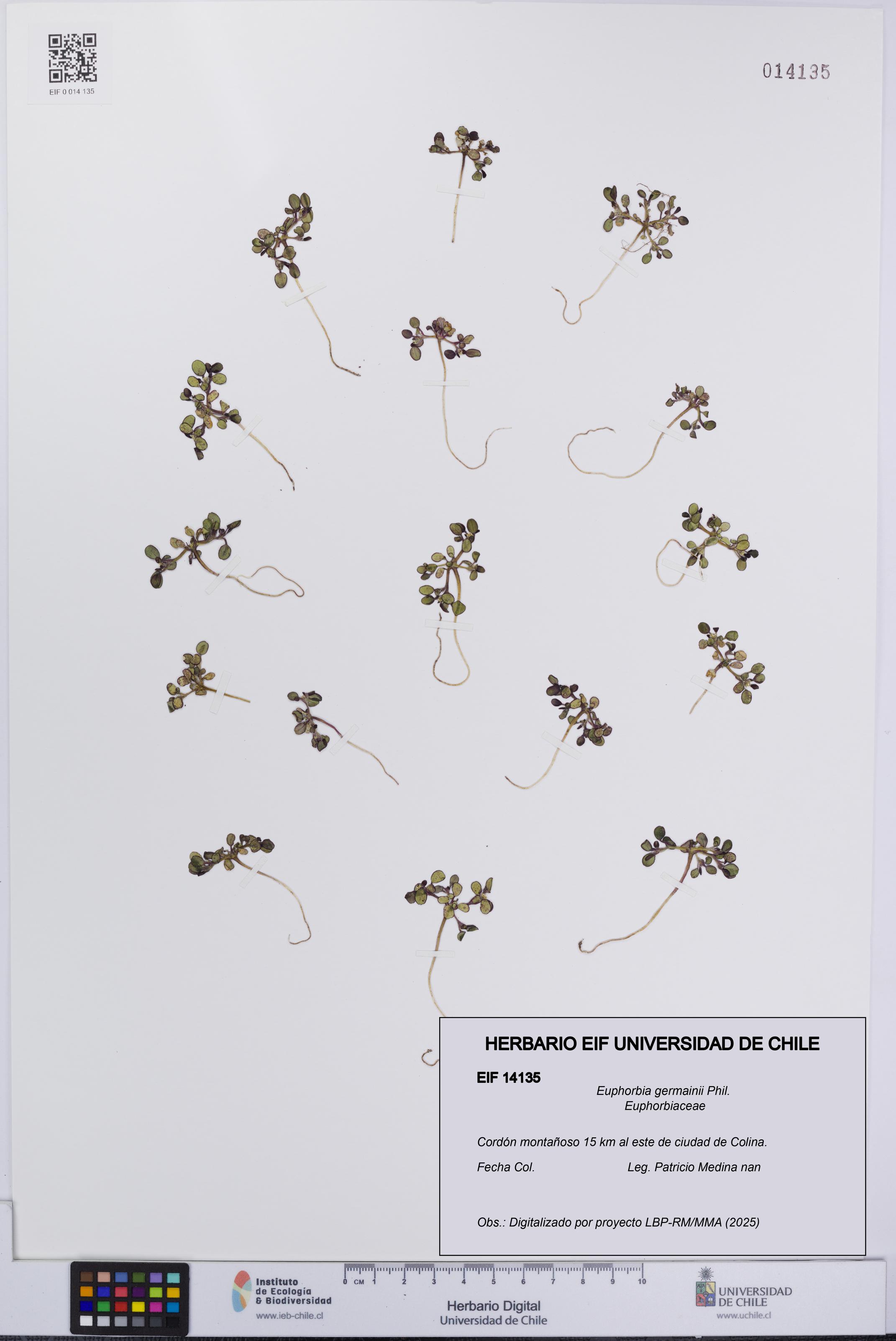 Euphorbia germainii [Espécimen: UCH:EIF:0014135]