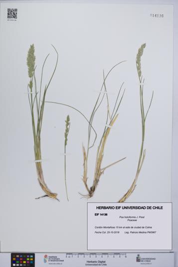 Poa holciformis [Espécimen: UCH:EIF:0014136]