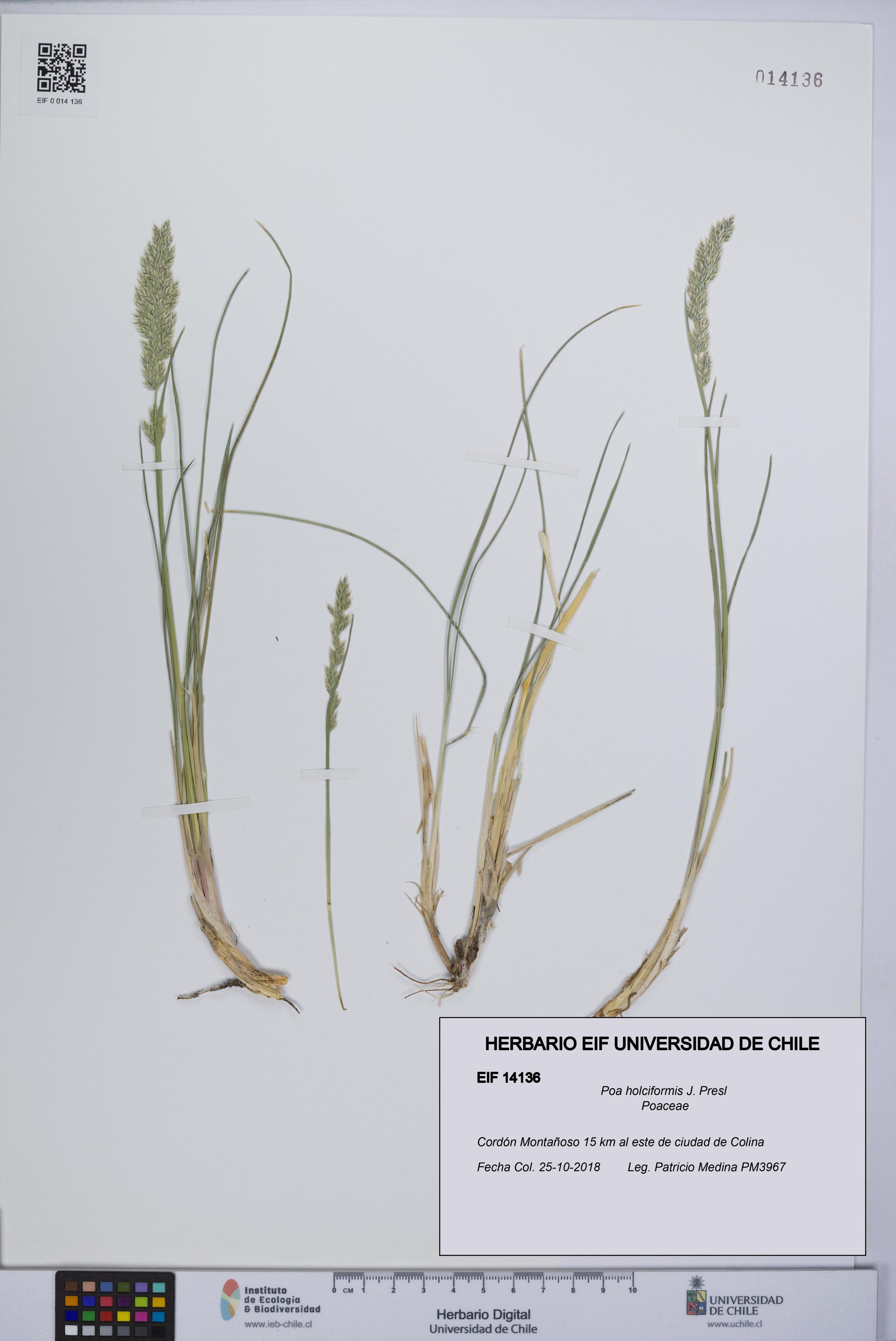 Poa holciformis [Espécimen: UCH:EIF:0014136]