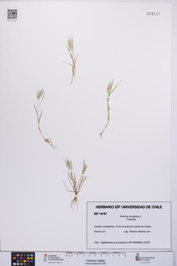 Bromus scoparius [Espécimen: UCH:EIF:0014137]