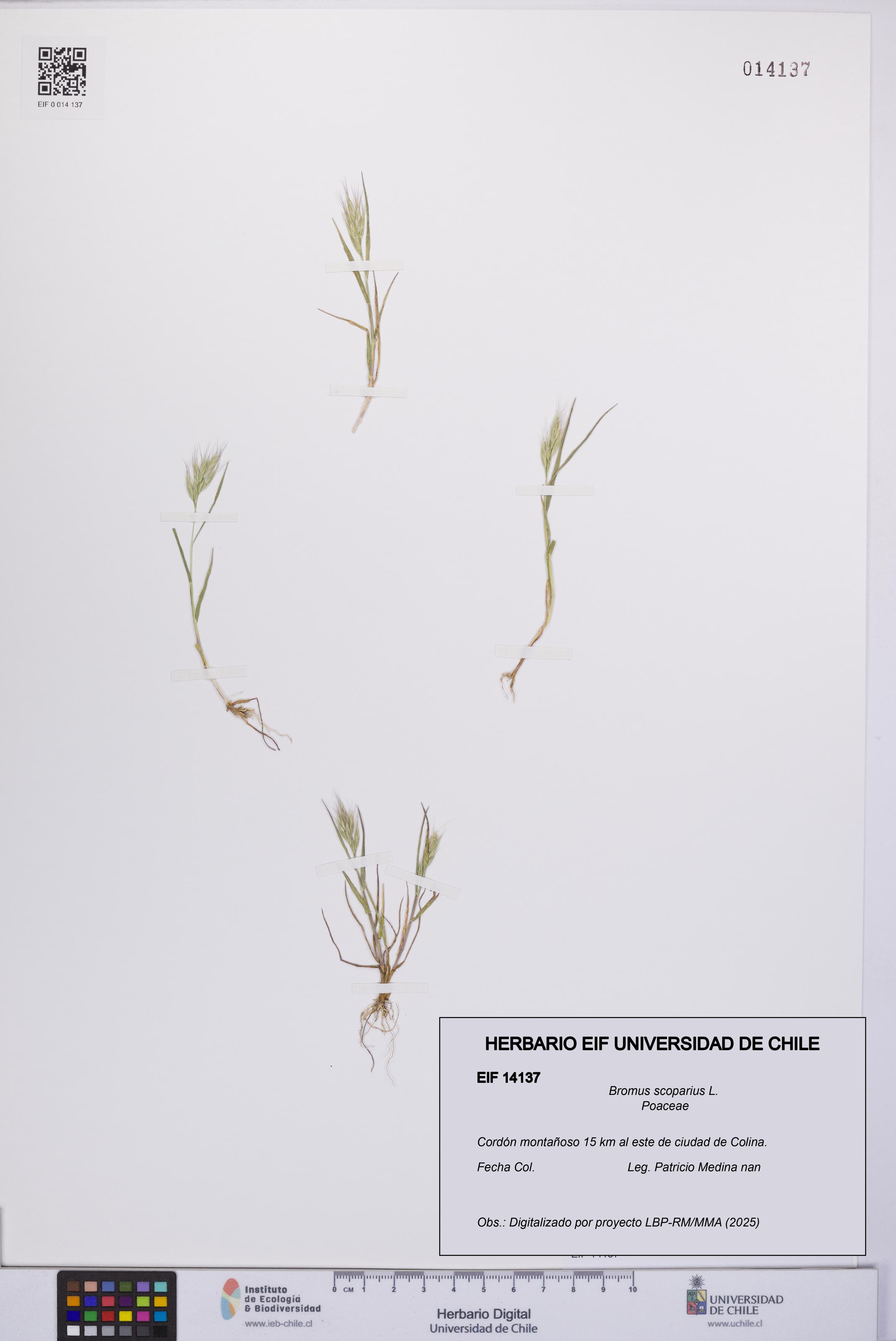 Bromus scoparius [Espécimen: UCH:EIF:0014137]