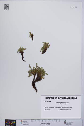 Acaena poeppigiana [Espécimen: UCH:EIF:0014138]