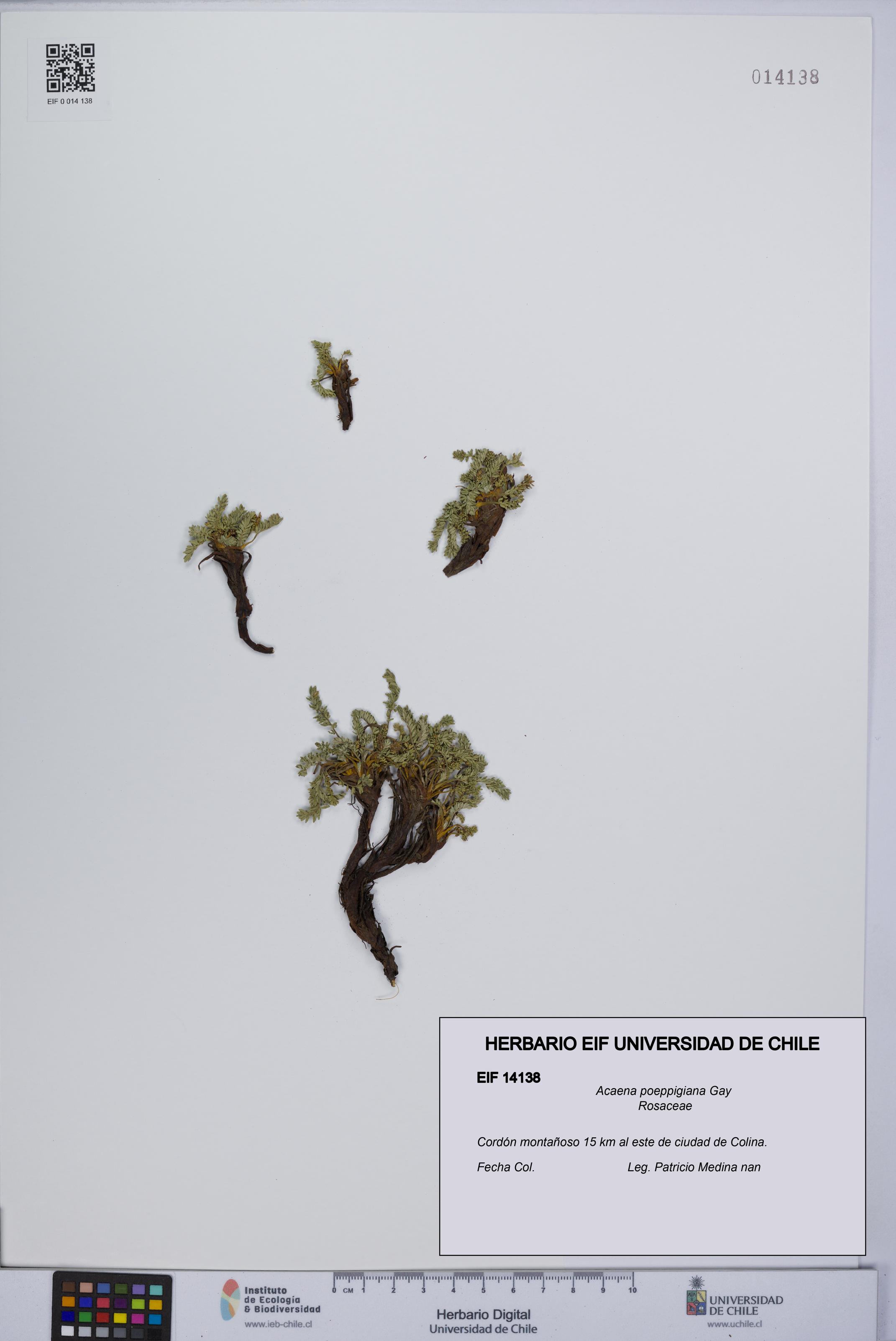 Acaena poeppigiana [Espécimen: UCH:EIF:0014138]