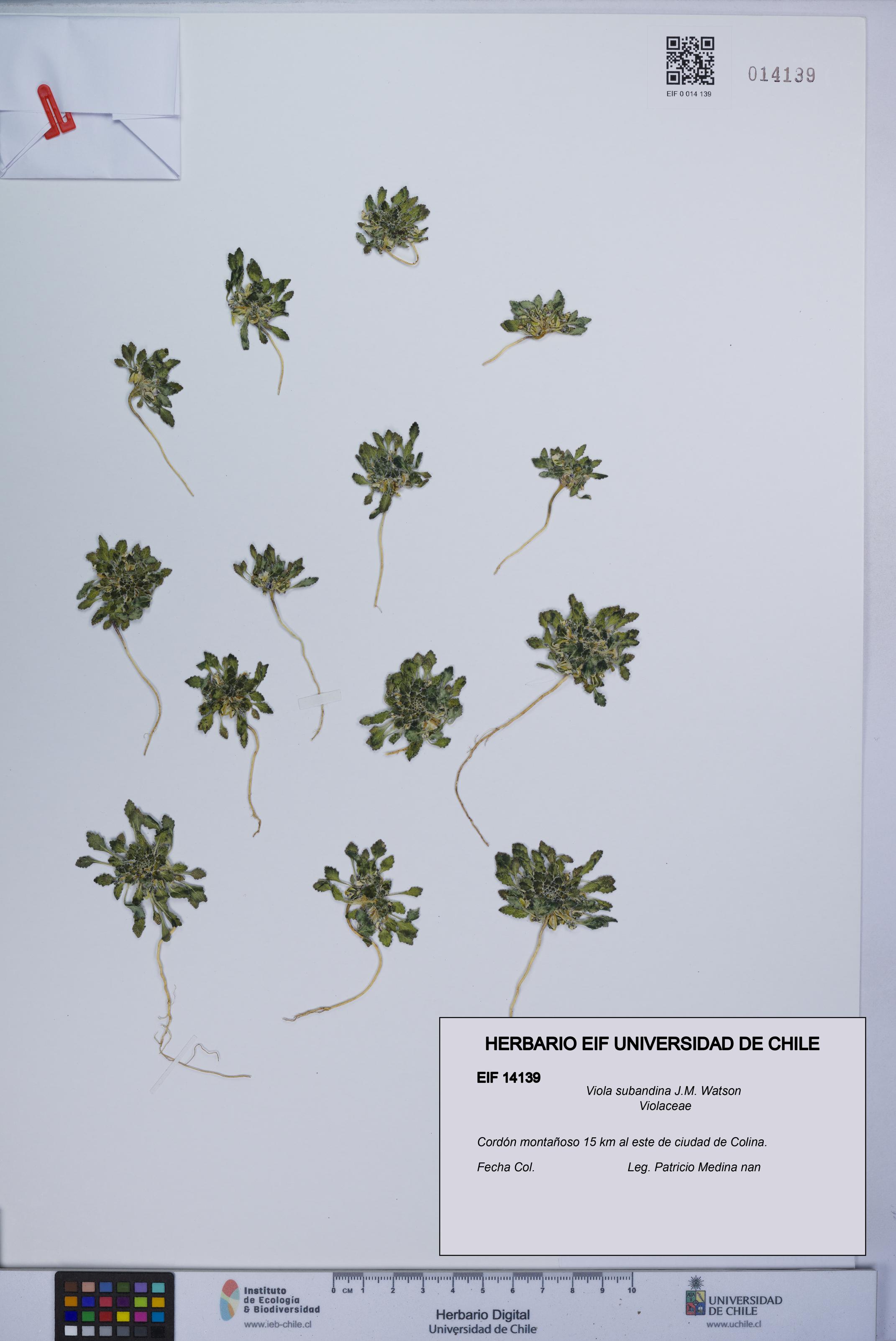 Viola subandina [Espécimen: UCH:EIF:0014139]