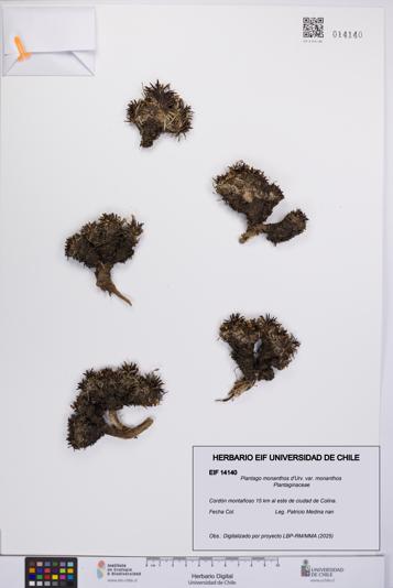 Plantago monanthos var. monanthos [Espécimen: UCH:EIF:0014140]