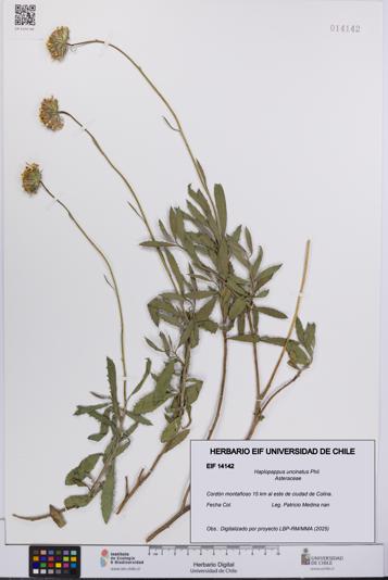 Haplopappus uncinatus [Espécimen: UCH:EIF:0014142]