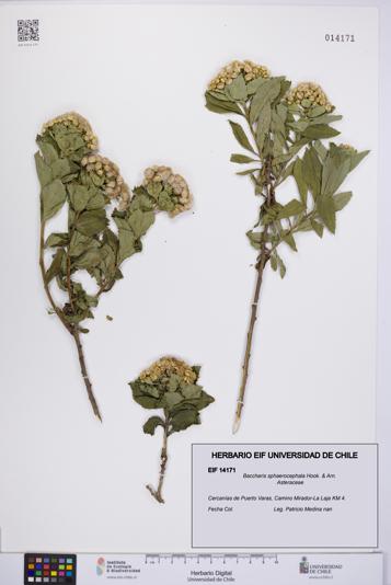 Baccharis sphaerocephala [Espécimen: UCH:EIF:0014171]