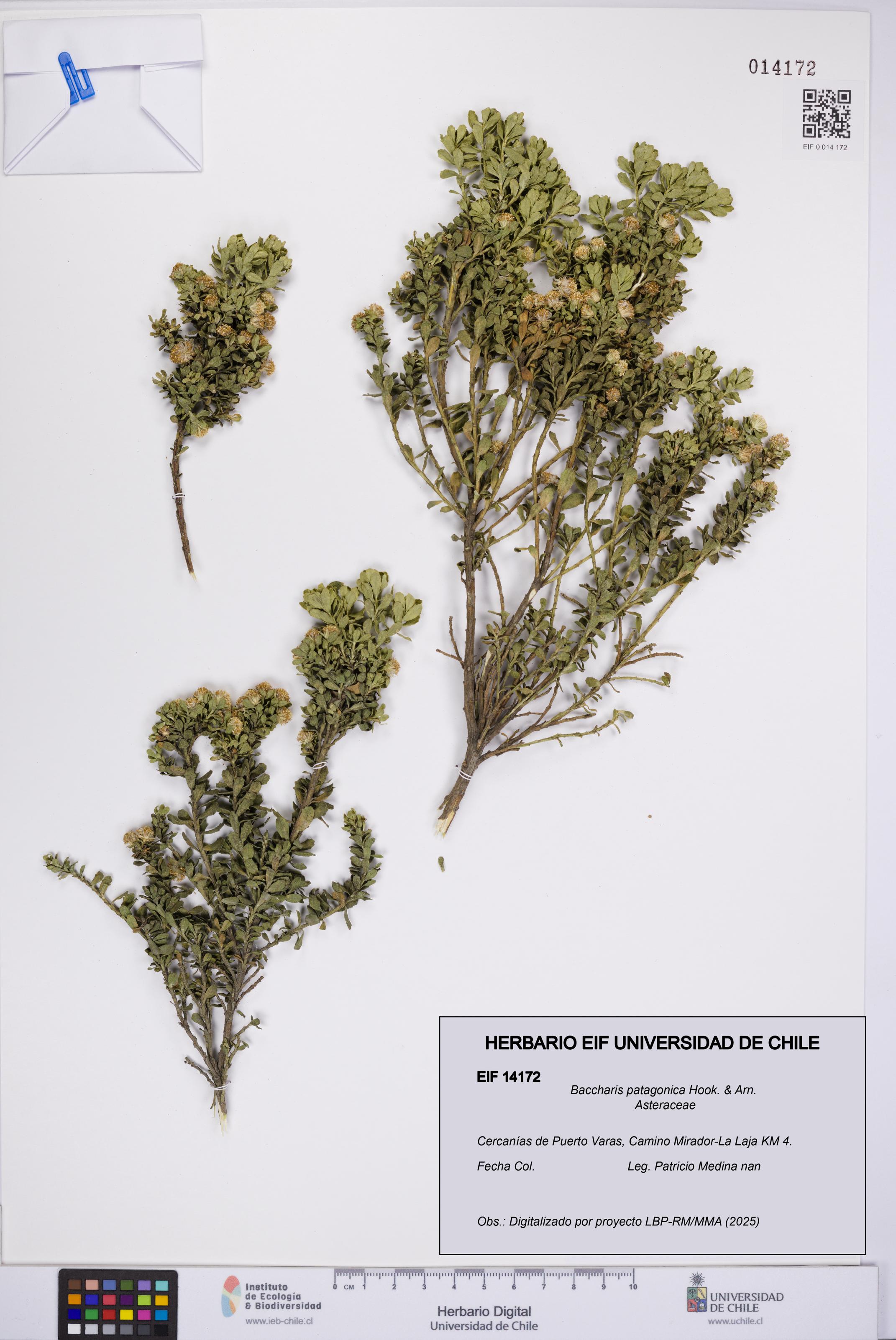 Baccharis patagonica [Espécimen: UCH:EIF:0014172]