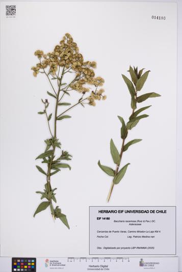 Baccharis racemosa [Espécimen: UCH:EIF:0014180]