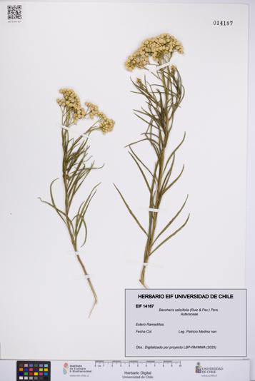 Baccharis salicifolia [Espécimen: UCH:EIF:0014187]