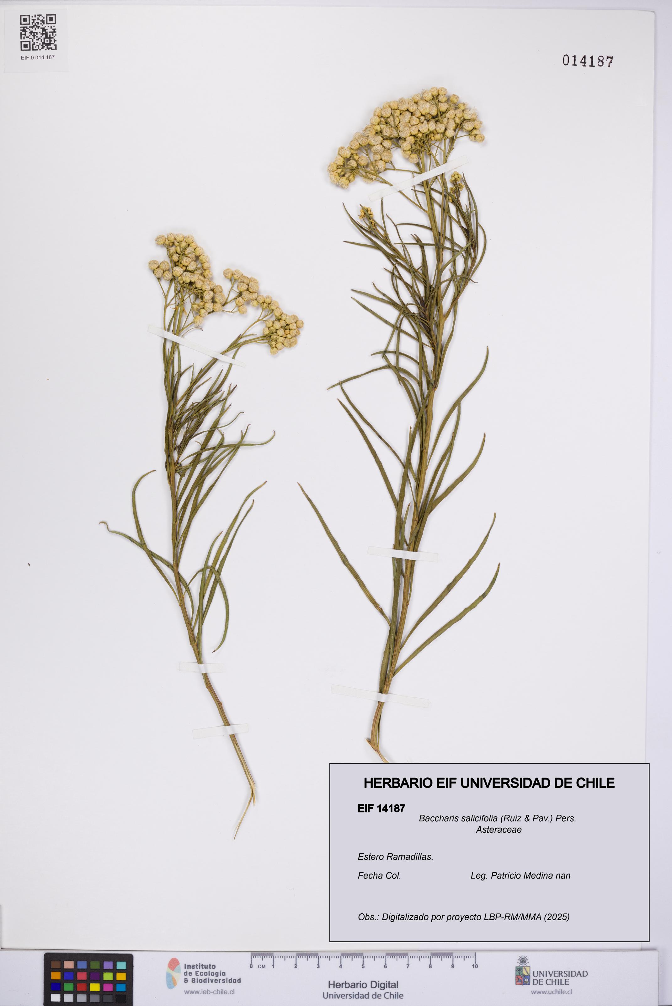 Baccharis salicifolia [Espécimen: UCH:EIF:0014187]
