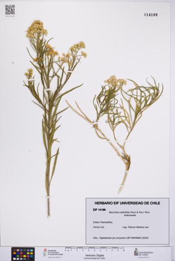 Baccharis salicifolia [Espécimen: UCH:EIF:0014188]