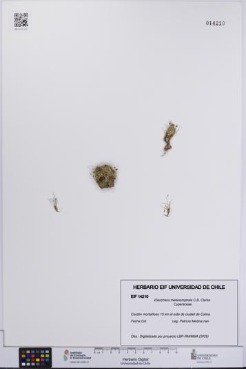 Eleocharis melanomphala [Espécimen: UCH:EIF:0014210]