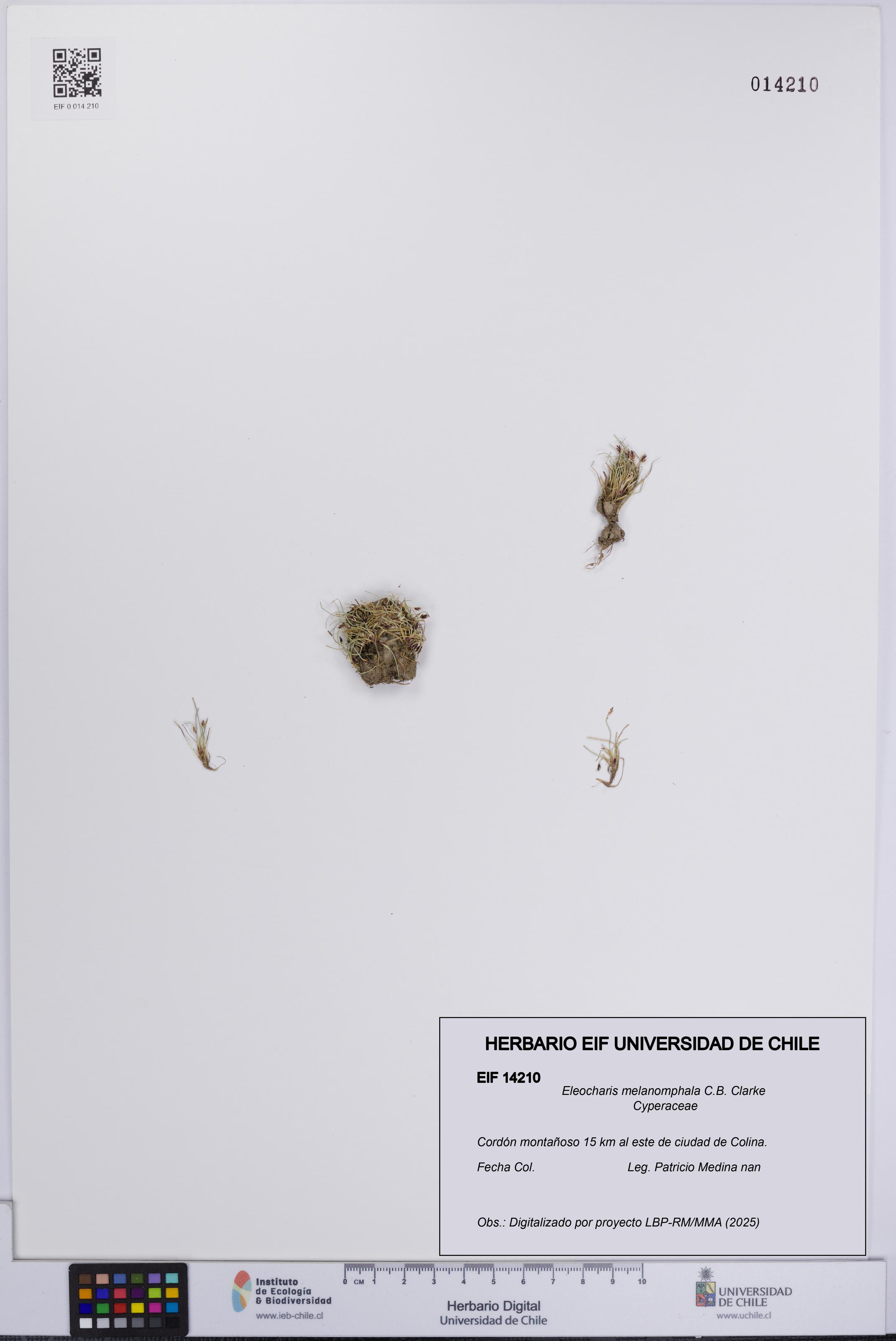 Eleocharis melanomphala [Espécimen: UCH:EIF:0014210]