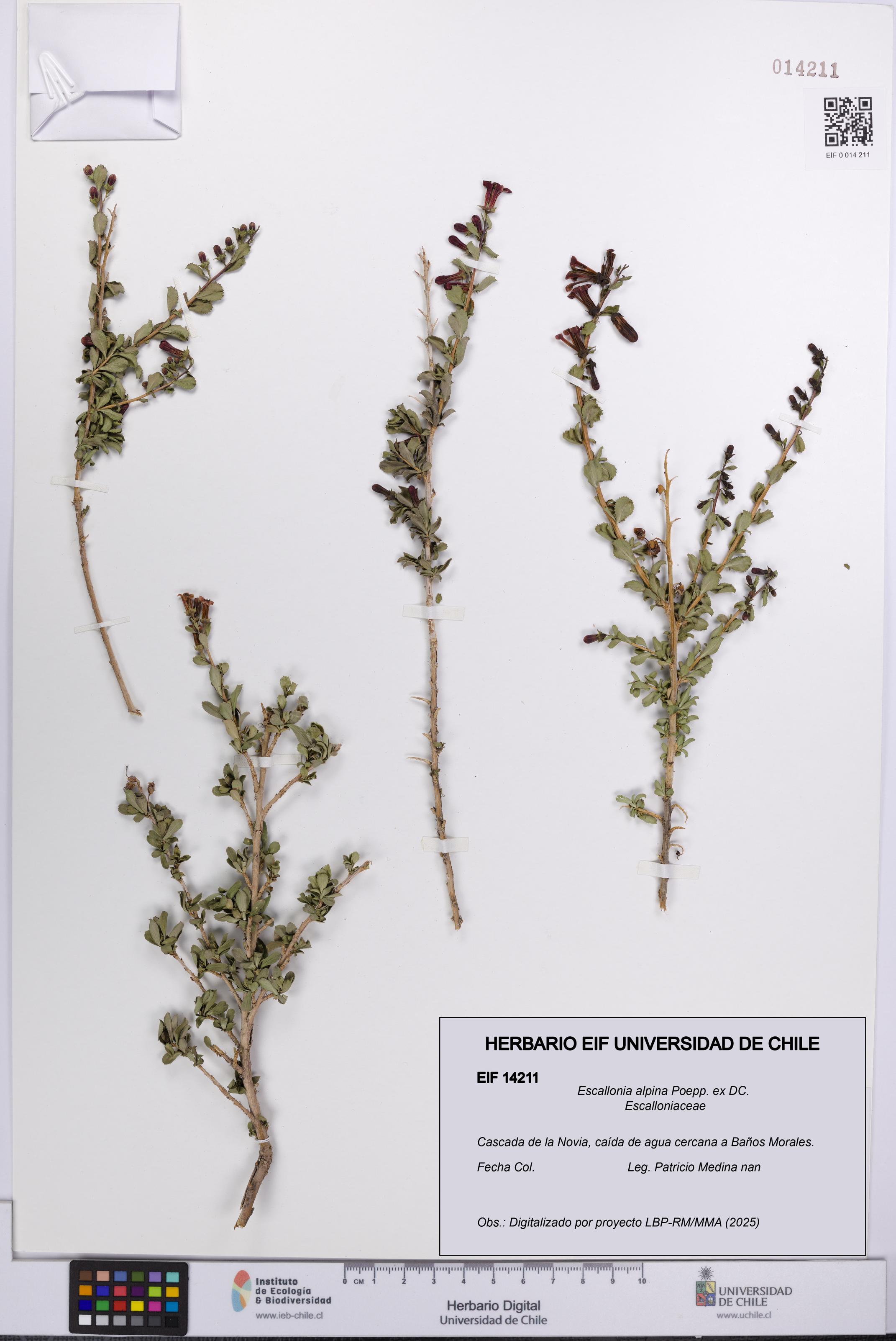 Escallonia alpina [Espécimen: UCH:EIF:0014211]