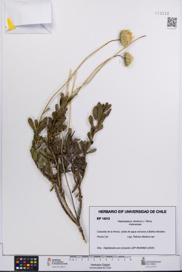 Haplopappus velutinus [Espécimen: UCH:EIF:0014212]