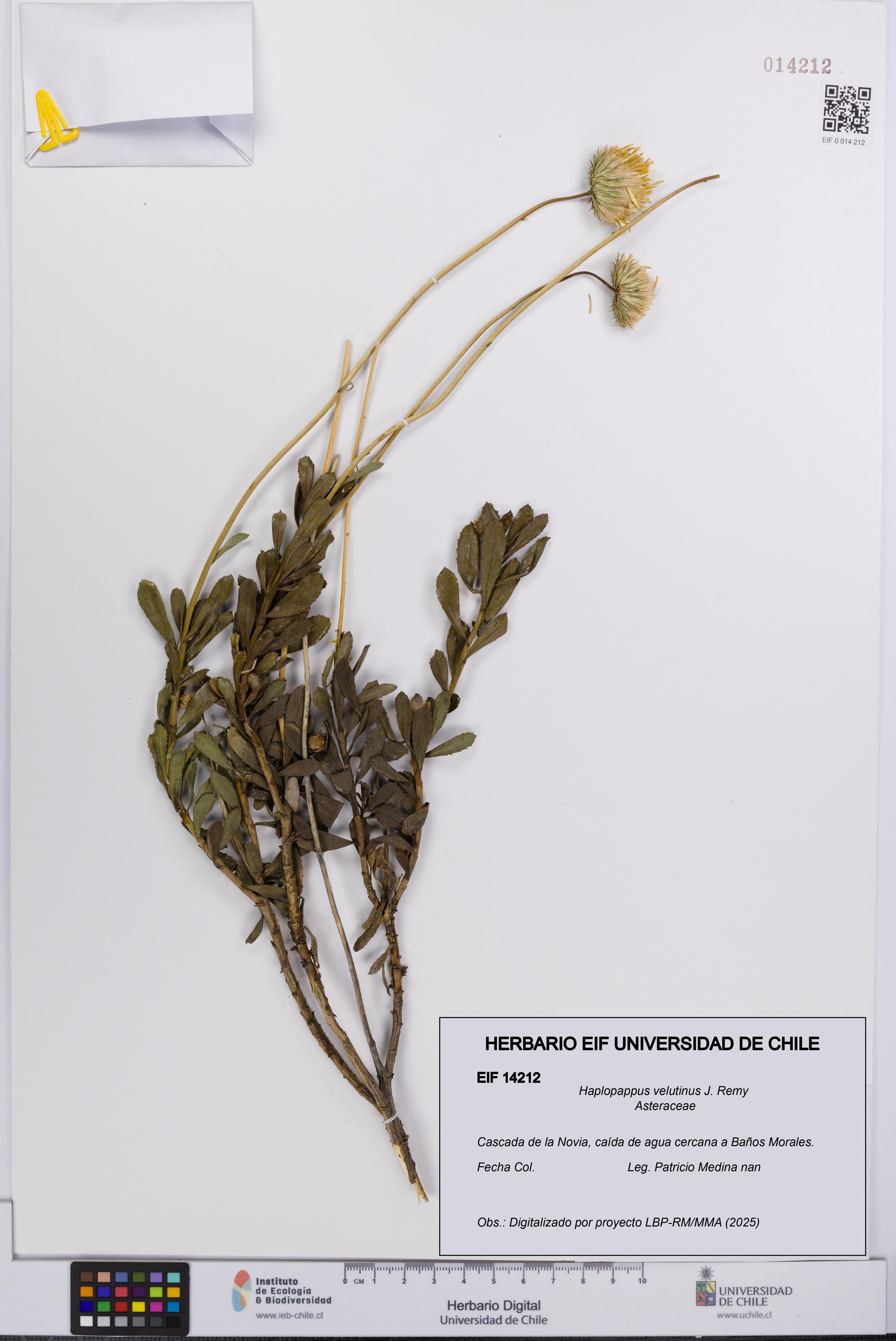 Haplopappus velutinus [Espécimen: UCH:EIF:0014212]