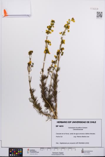 Calceolaria thyrsiflora [Espécimen: UCH:EIF:0014213]