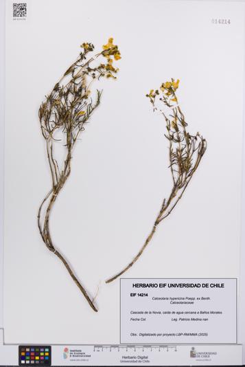 Calceolaria hypericina [Espécimen: UCH:EIF:0014214]