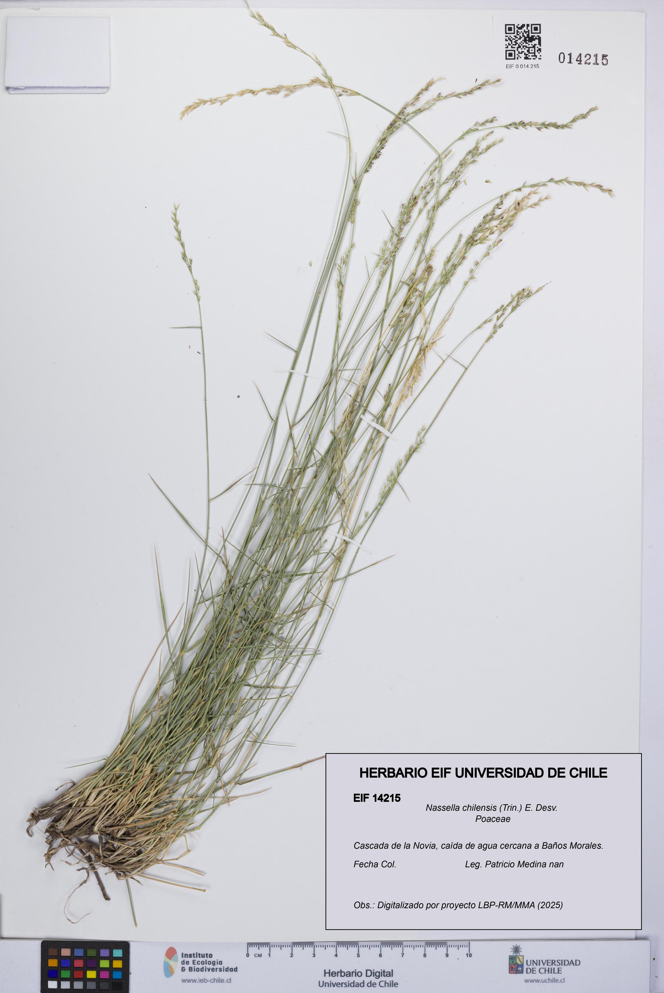 Nassella chilensis [Espécimen: UCH:EIF:0014215]