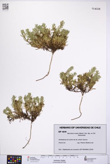 Baccharis nivalis [Espécimen: UCH:EIF:0014216]