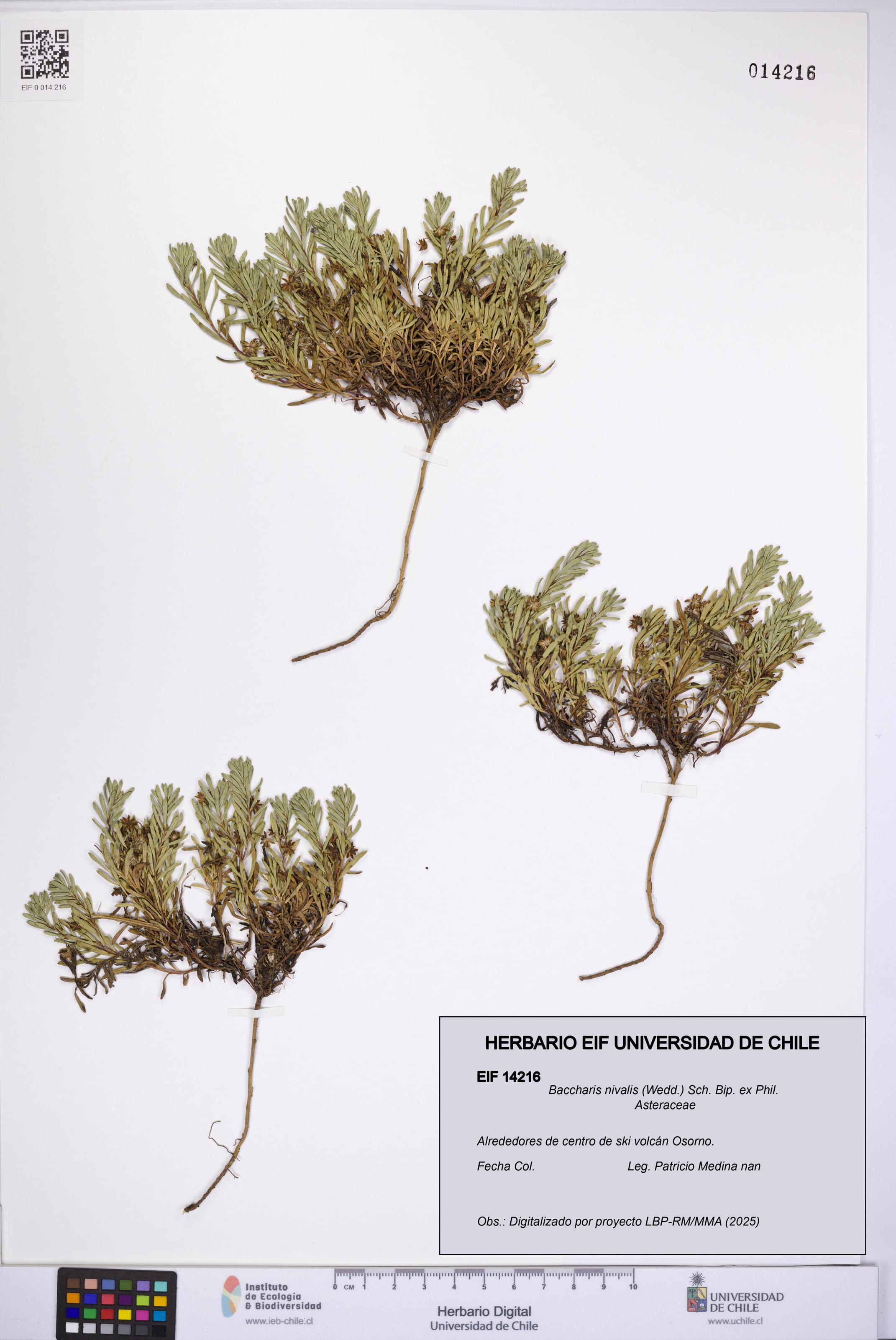 Baccharis nivalis [Espécimen: UCH:EIF:0014216]