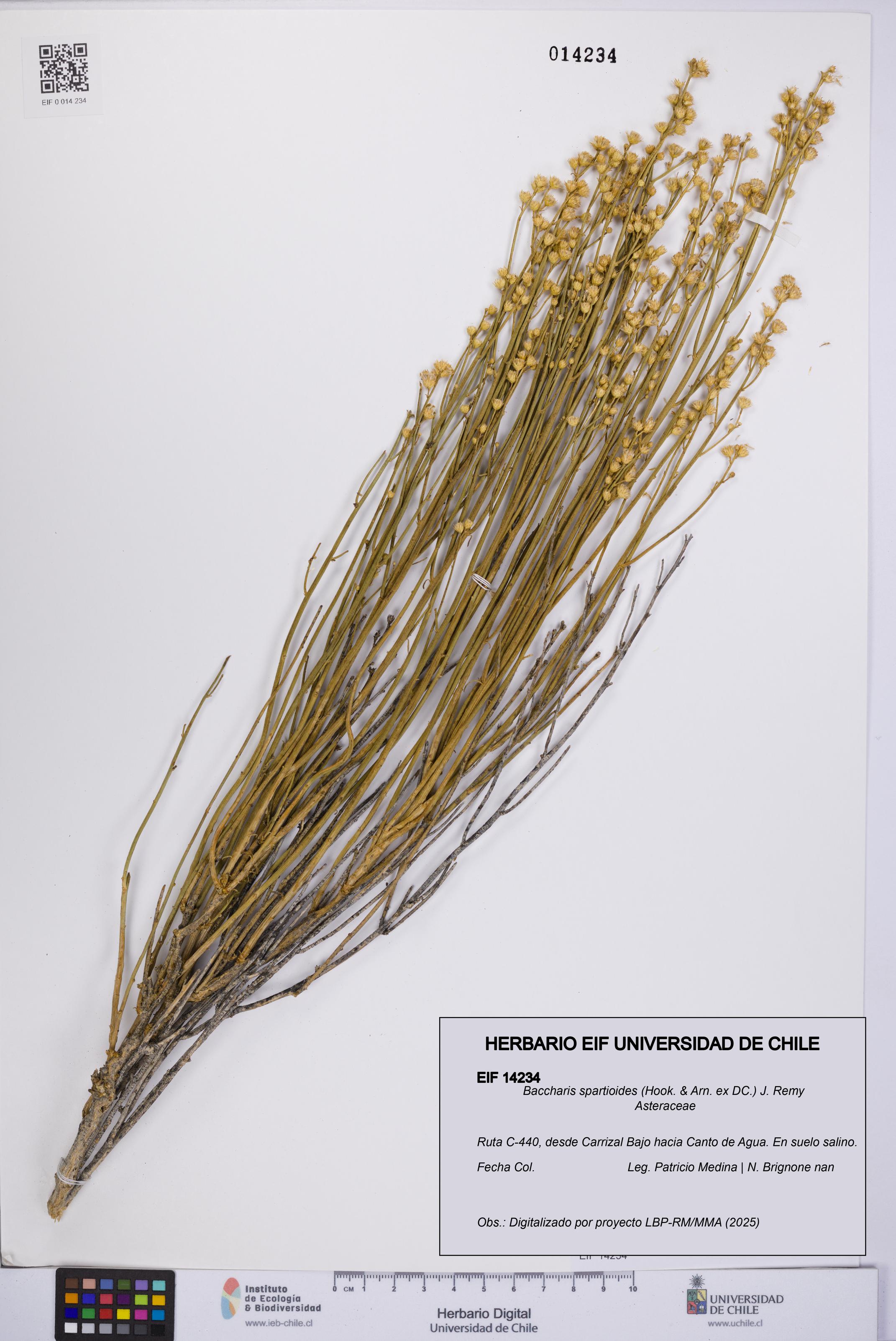 Baccharis spartioides [Espécimen: UCH:EIF:0014234]