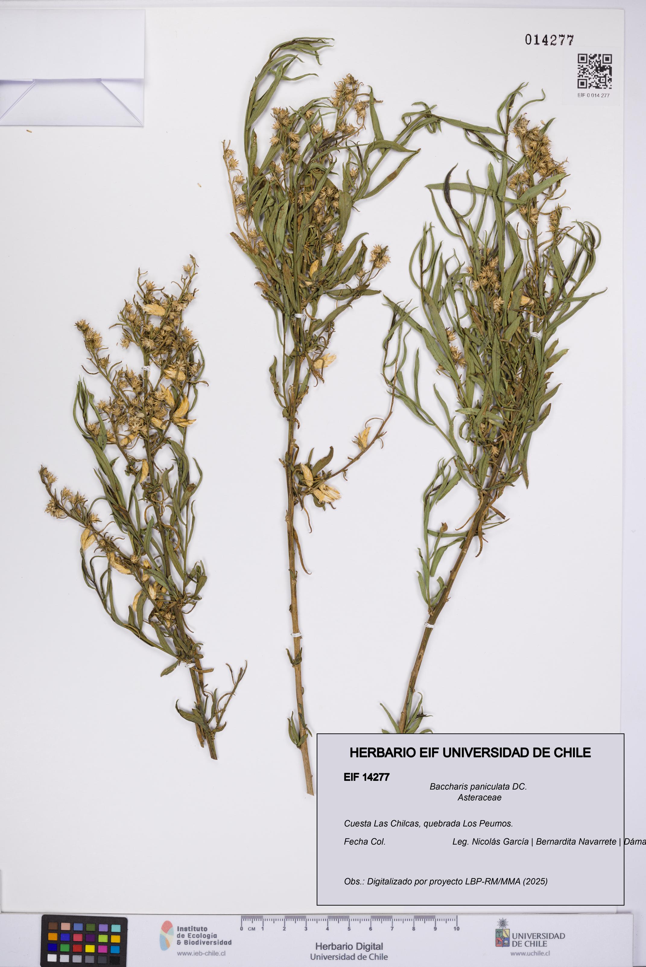 Baccharis paniculata [Espécimen: UCH:EIF:0014277]