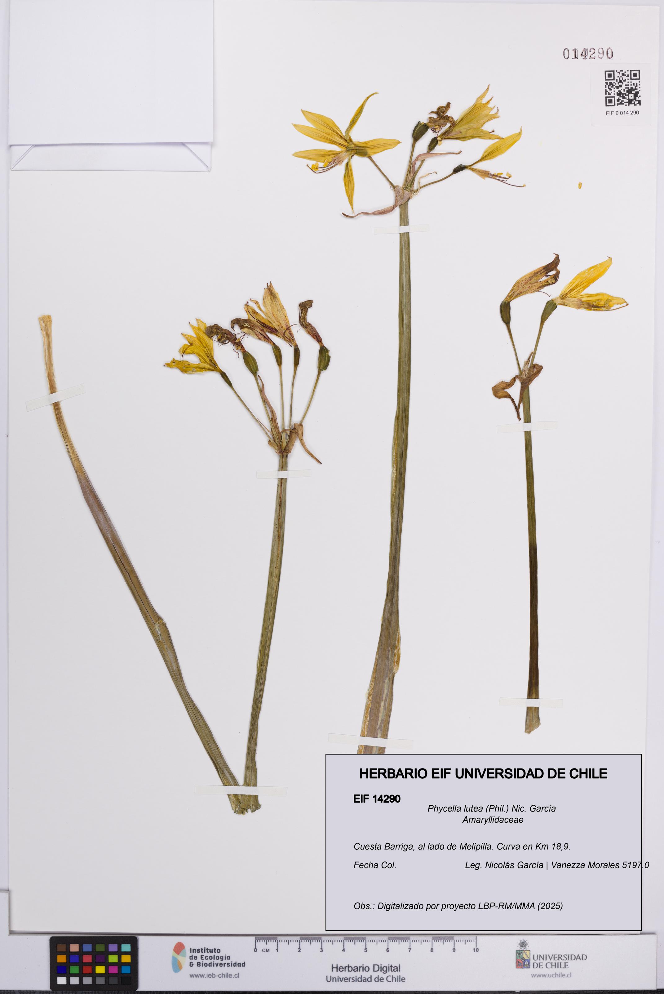 Phycella lutea [Espécimen: UCH:EIF:0014290]