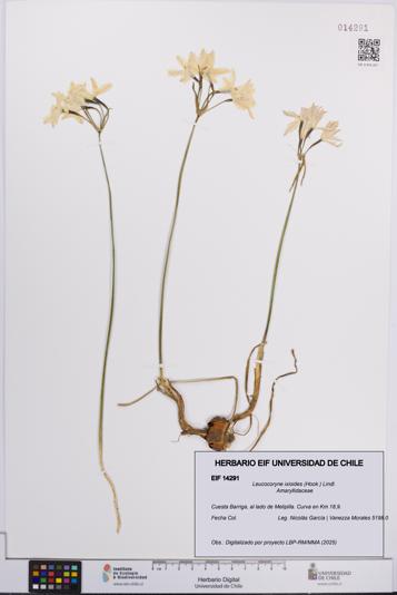 Leucocoryne ixioides [Espécimen: UCH:EIF:0014291]