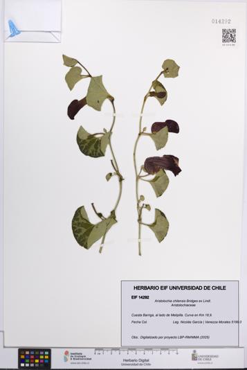 Aristolochia chilensis [Espécimen: UCH:EIF:0014292]