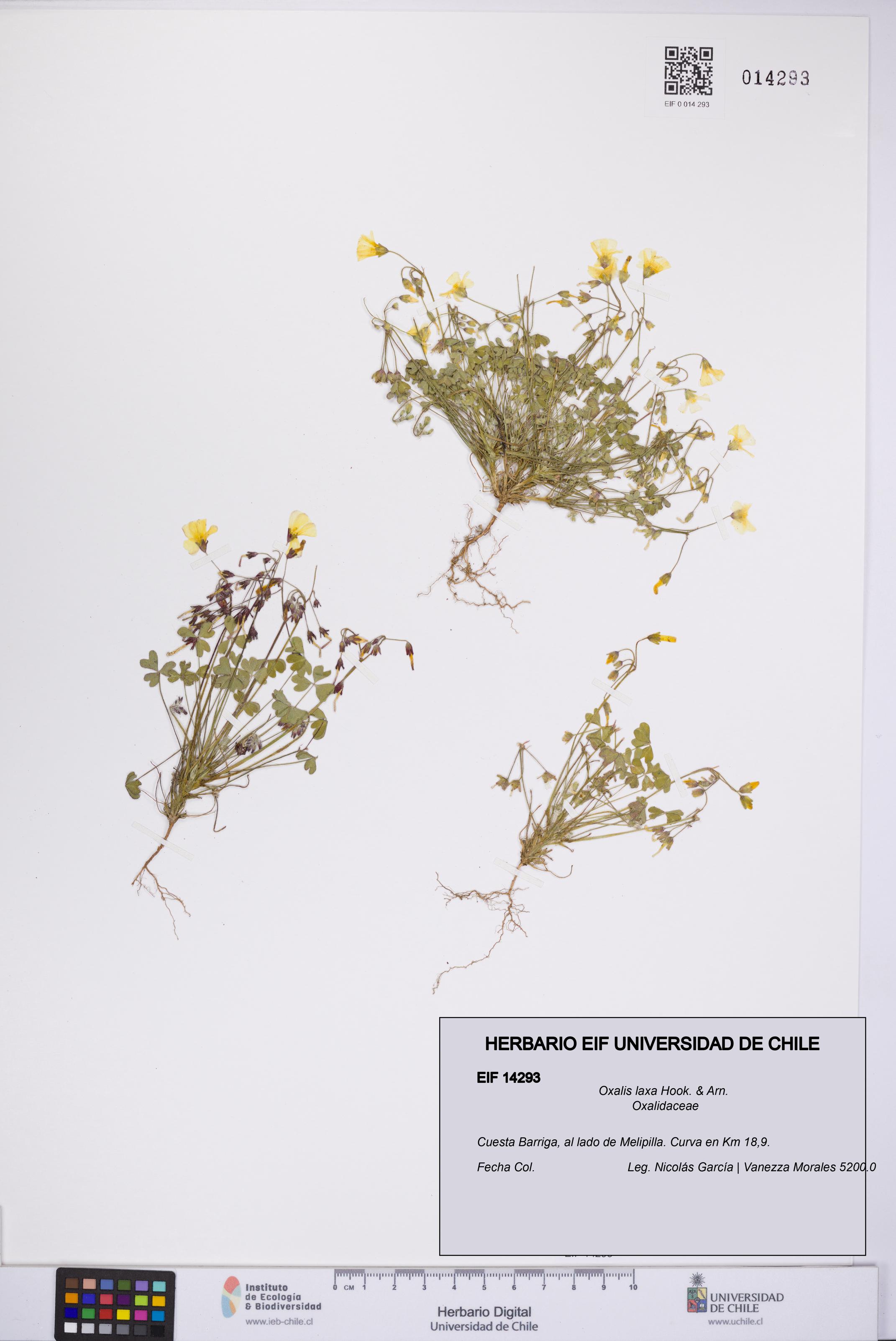 Oxalis laxa [Espécimen: UCH:EIF:0014293]
