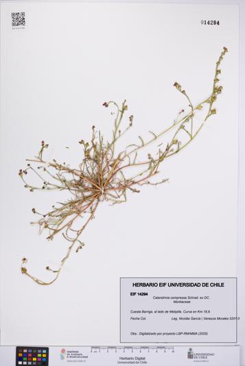 Calandrinia compressa [Espécimen: UCH:EIF:0014294]