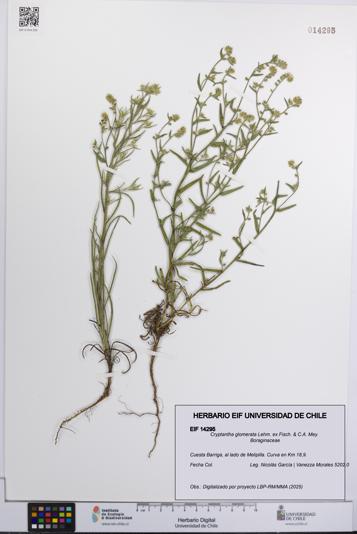 Cryptantha glomerata [Espécimen: UCH:EIF:0014295]