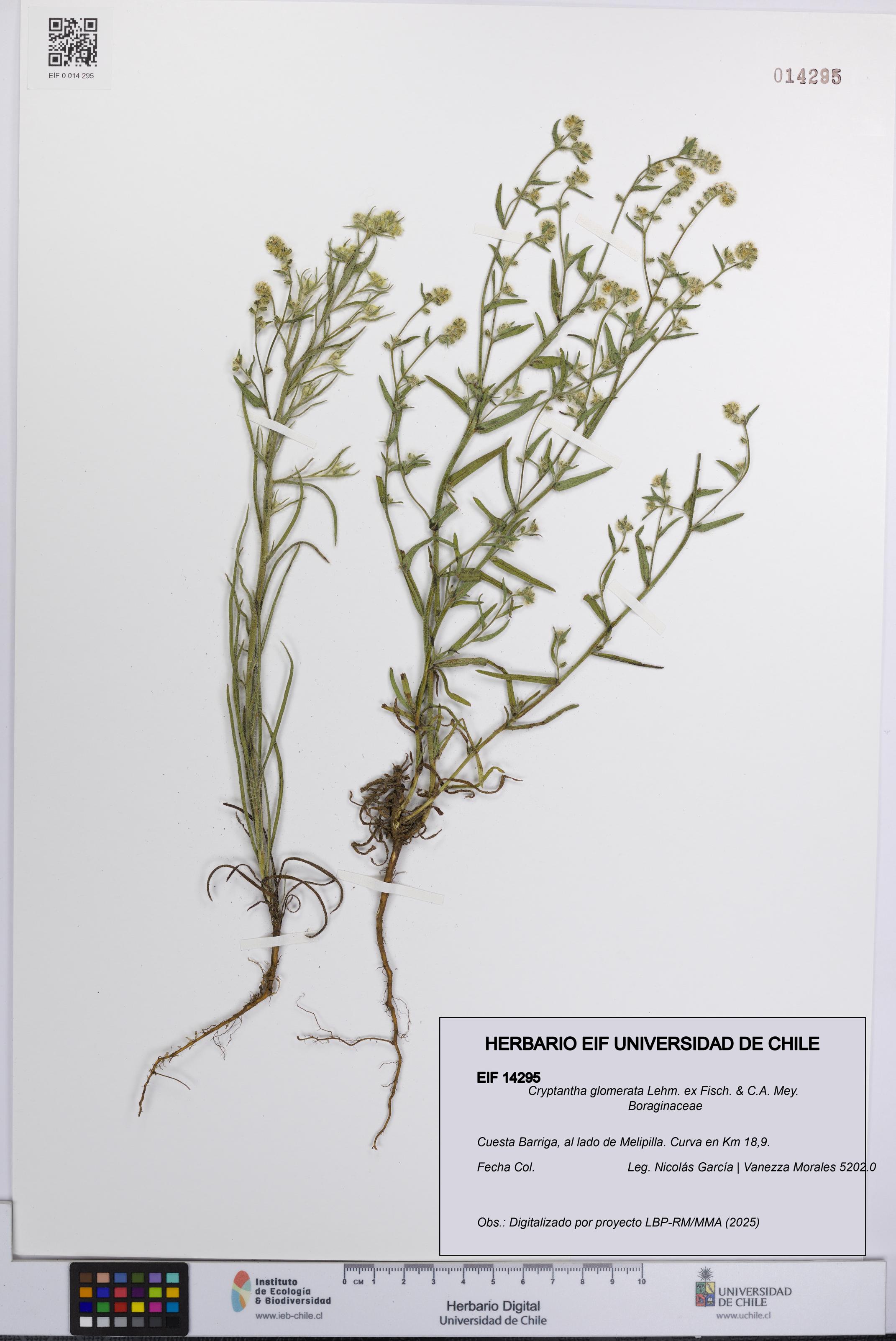 Cryptantha glomerata [Espécimen: UCH:EIF:0014295]